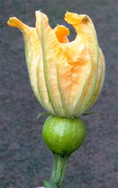  Female flower